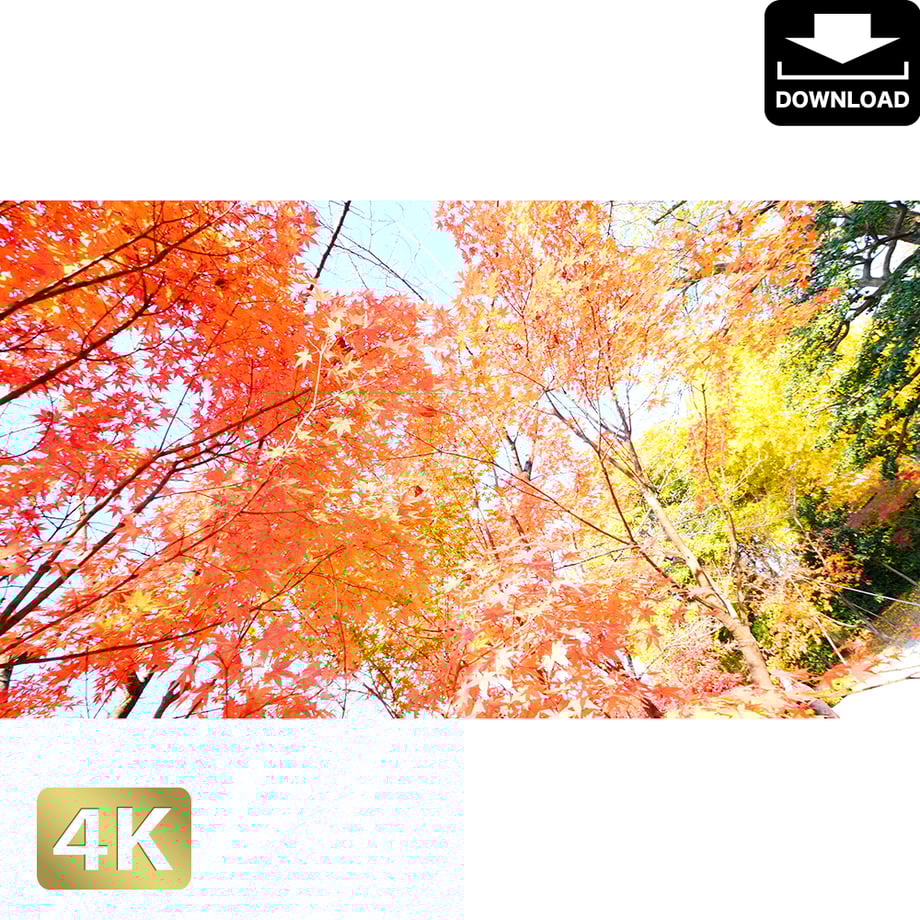 5ac04a1b122a7d3e66000145