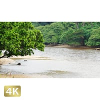 1023006　■ 西表島　ヤエヤマヤシ群落