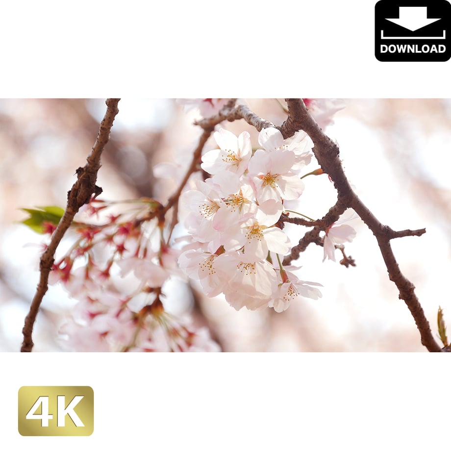 5aa318e1122a7d35f7004c98