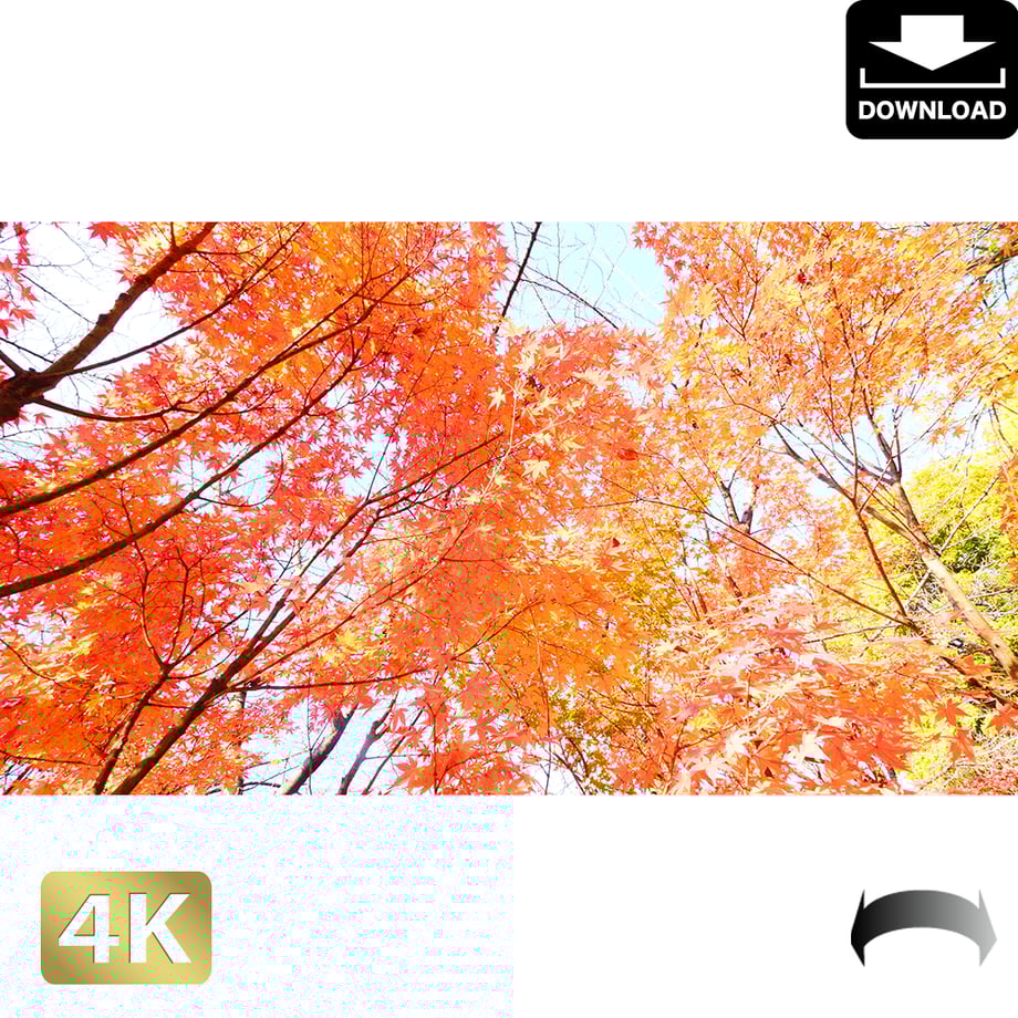 5ac04a6850bbc31102000115