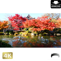 2043003　■ 京都　東寺の紅葉