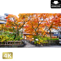 2043068　■ 京都　祇園白川
