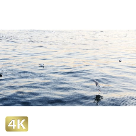 1028017　■ 東京　ゆりかもめ