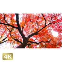 1043084　■ 京都　紅葉