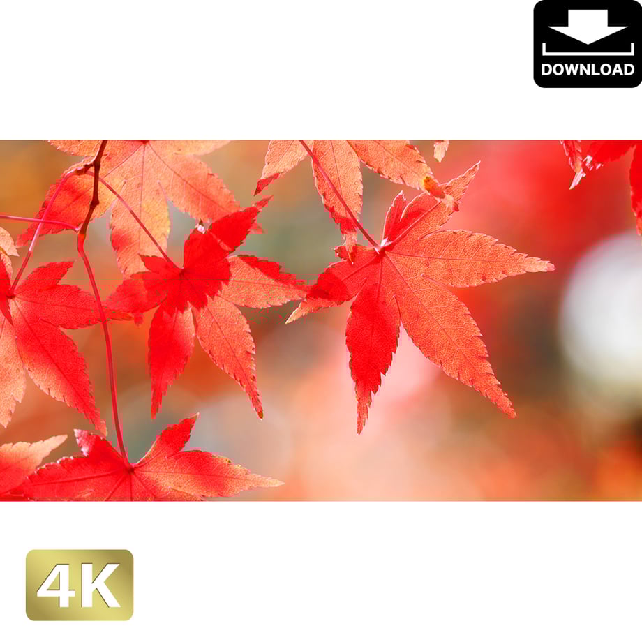 5ac046f8434c723bb5000004