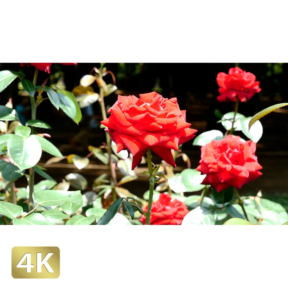 5a7e2cf827d1cc5c09002009
