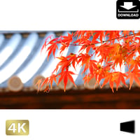 2043012　■ 京都　東寺の紅葉