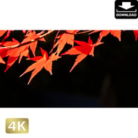 2043018　■ 京都　東寺の紅葉