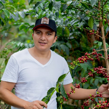 テレビで紹介！コロンビア エル・ディヴィソ農園 オンブリゴン ファーメンテッド ナチュラル / Colombia El Diviso Ombligon Fermented Natural