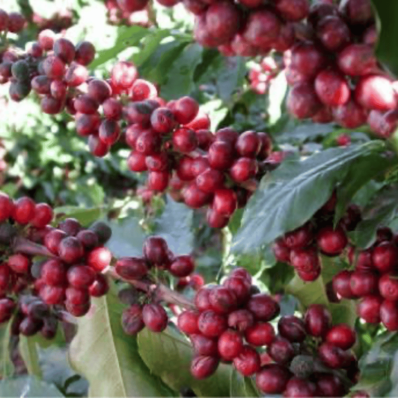 SPECIALTY COFFEE】Brazil Monte Alegre（モンテ・アレグレ