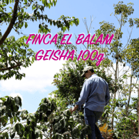 【SPECIALTY COFFEE】100g El Salvador Finca El Balam Geisha Natural / エルサルバドル バラム農園 ゲイシャ ナチュラル
