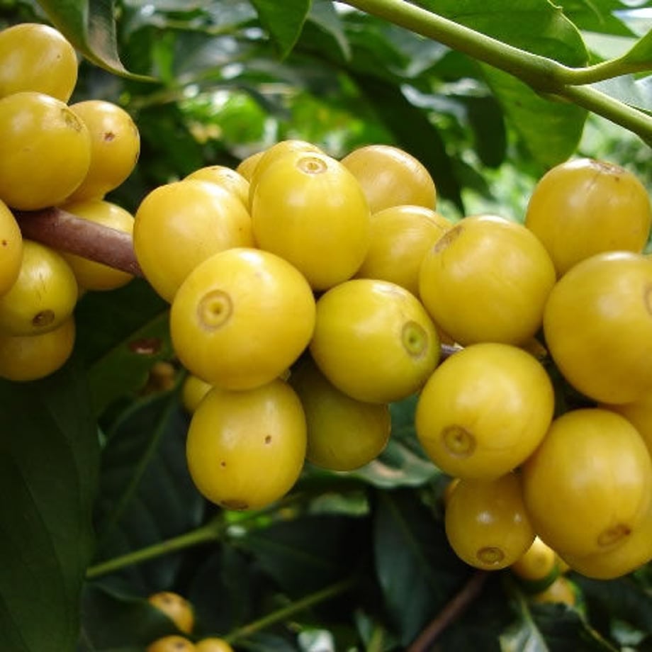 54ccc0ec391bb37a4e001602