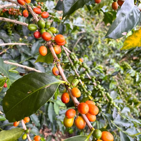 ジャバ種 Colombia Las Flores JAVA Fermented Washed / コロンビア フローレス農園 ファーメンテッド ウォッシュト