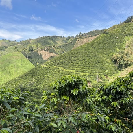 ジャバ種 Colombia Las Flores JAVA Fermented Washed / コロンビア フローレス農園 ファーメンテッド ウォッシュト