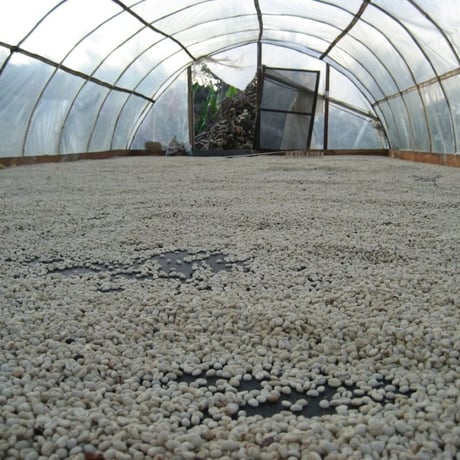 【SPECIALTY COFFEE】Colombia Los Naranjos Fully Washed / コロンビア　ロス・ナランホ　フリーウォッシュト