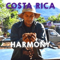 【SPECIALTY COFFEE】Costa Rica Harmony Black Honey/ コスタリカ ハーモニー ブラックハニー