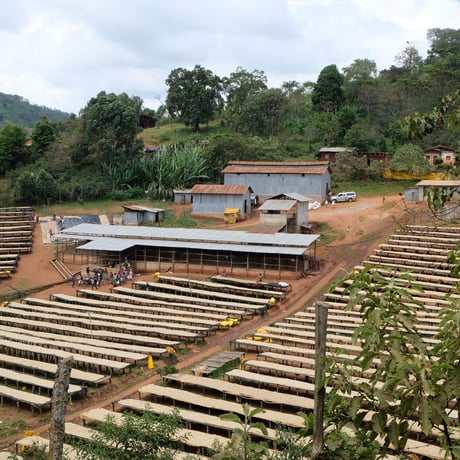 【SPECIALTY COFFEE】Ethiopia Sidamo Shakiso 1.850-2.200m Natural / エチオピア シダモ シャキソ ナチュラル