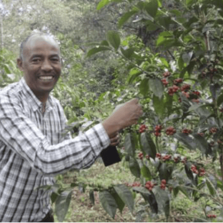【SPECIALTY COFFEE】Ethiopia Sidamo Shakiso Anaerobic Natural / エチオピア シダモ シャキソ アナロビックナチュラル