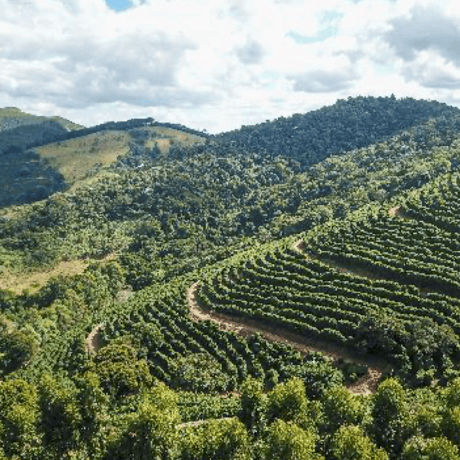 【SPECIALTY COFFEE】Brazil  Carmo de Minas（カルモ・デ・ミナス）Natural / Peaberry