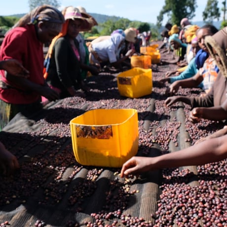 【SPECIALTY COFFEE】Ethiopia Sidamo Shakiso Anaerobic Natural / エチオピア シダモ シャキソ アナロビックナチュラル