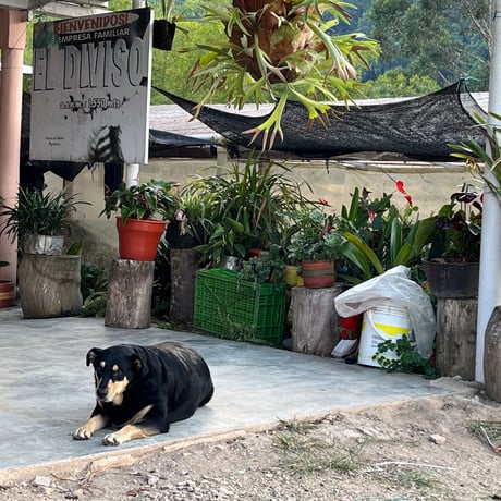 テレビで紹介！コロンビア エル・ディヴィソ農園 オンブリゴン ファーメンテッド ナチュラル / Colombia El Diviso Ombligon Fermented Natural