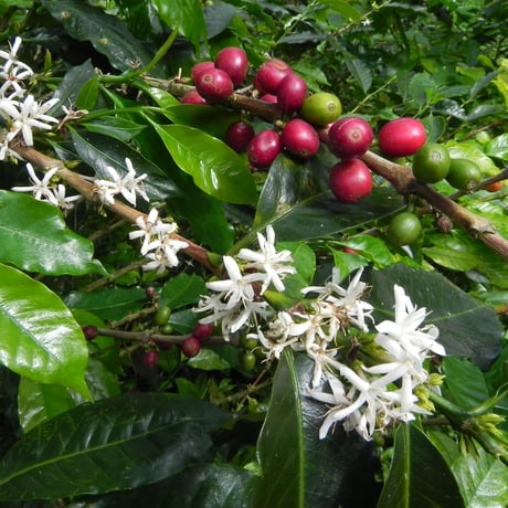 【SPECIALTY COFFEE】Colombia Los Naranjos Fully Washed / コロンビア　ロス・ナランホ　フリーウォッシュト