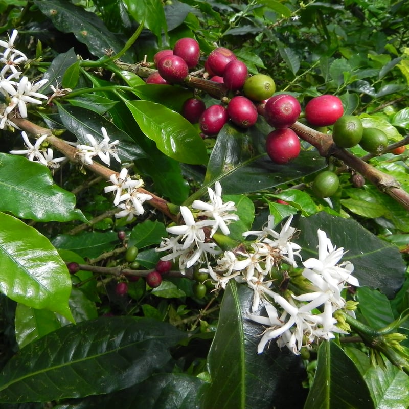 SPECIALTY COFFEE】Colombia Los Naranjos Fully W