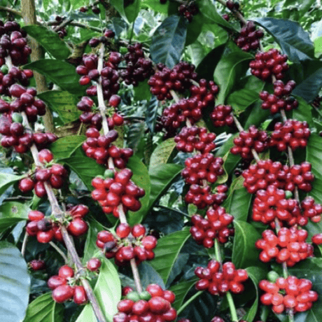 【SPECIALTY COFFEE】250g Panama Mi Finquita GEISHA 1.650m F. W. / パナマ ミ・フィンキータ農園 ゲイシャ種 F.W.