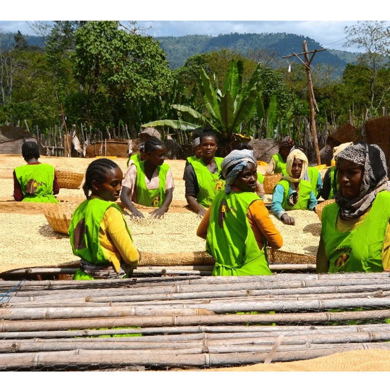 SPECIALTY COFFEE】Ethiopia Yirgachefe Worka Sac