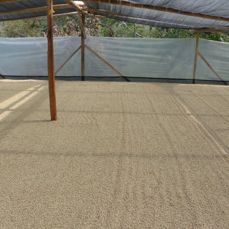 【SPECIALTY COFFEE】Colombia Los Naranjos Fully Washed / コロンビア　ロス・ナランホ　フリーウォッシュト