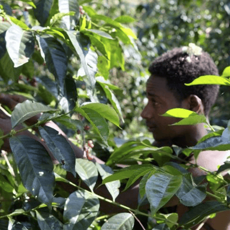 【SPECIALTY COFFEE】Ethiopia Sidamo Shakiso 1.850-2.200m Natural / エチオピア シダモ シャキソ ナチュラル