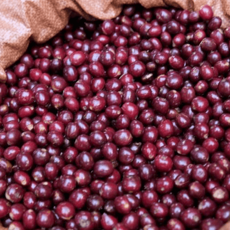 【SPECIALTY COFFEE】Ethiopia Sidamo Shakiso 1.850-2.200m Natural / エチオピア シダモ シャキソ ナチュラル