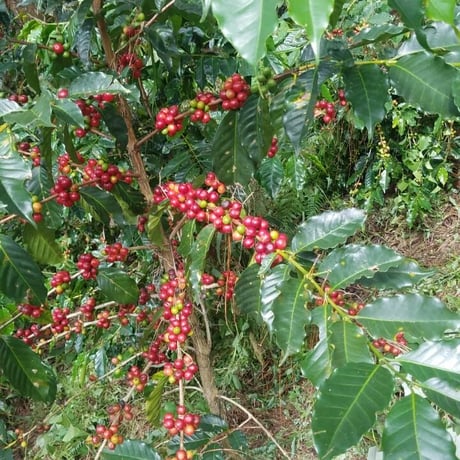 【SPECIALTY COFFEE】100g El Salvador Finca El Balam Geisha Natural / エルサルバドル バラム農園 ゲイシャ ナチュラル