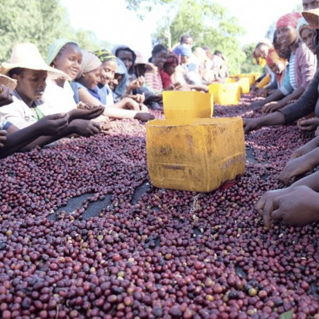 【SPECIALTY COFFEE】Ethiopia Sidamo Shakiso Anaerobic Natural / エチオピア シダモ シャキソ アナロビックナチュラル