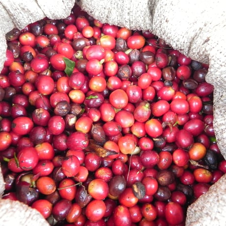 【SPECIALTY COFFEE】Colombia Los Naranjos Fully Washed / コロンビア　ロス・ナランホ　フリーウォッシュト