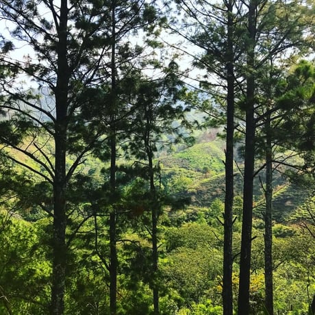 【SPECIALTY COFFEE】100g El Salvador Finca El Balam Geisha Natural / エルサルバドル バラム農園 ゲイシャ ナチュラル