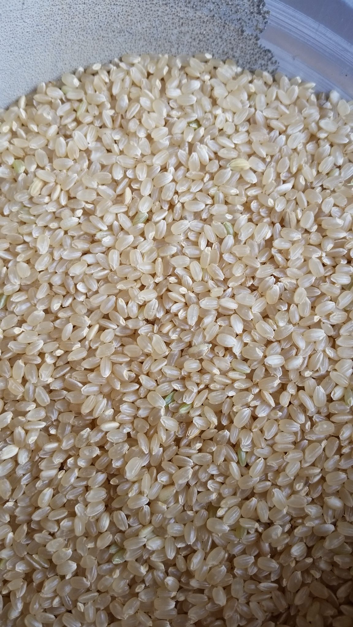 和歌山県産にこまる/玄米/15kg/令和7年産 | 有限会社 朝日食糧