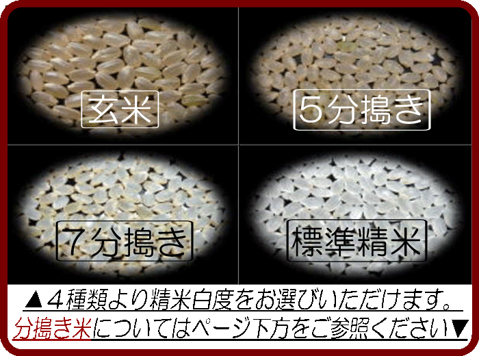 食品/飲料/酒キヌヒカリ 玄米 20kg 和歌山県産