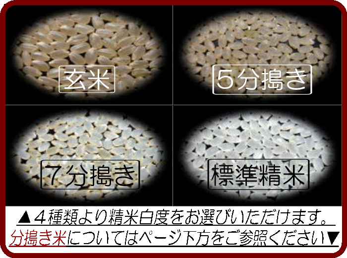 和歌山県産きぬむすめ/玄米/30kg/令和8年産 | 有限会社 朝日食糧