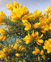 GORSE　ゴース【7ヘルパーズ】　10ml