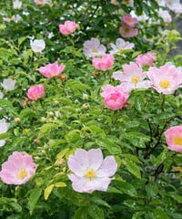 WILD ROSE　ワイルドローズ【セカンド19】　10ml