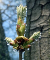 CHESTNUT BUD　チェスナットバッド【セカンド19】　10ml