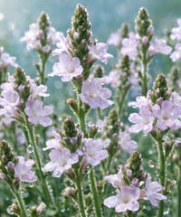 VERVAIN　バーベイン【12ヒーラーズ】　10ml