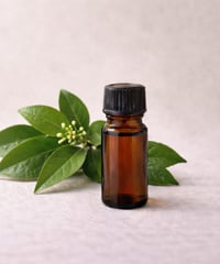 ラヴィンツァラ精油　10ml Camphor / Cinanamomum camphora