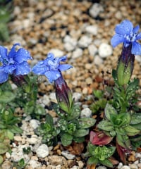 GENTIAN　ゲンチアナ【12ヒーラーズ】　10ml
