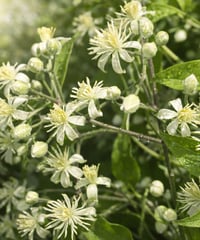 CLEMATIS　クレマチス【12ヒーラーズ】　10ml