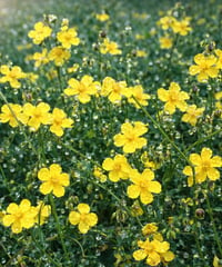 ROCK ROSE　ロックローズ【12ヒーラーズ】　10ml