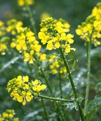 MUSTARD　マスタード【セカンド19】　10ml