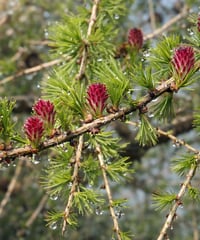 LARCH　ラーチ【セカンド19】　10ml