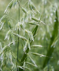 WILD OAT　ワイルドオート【7ヘルパーズ】　10ml